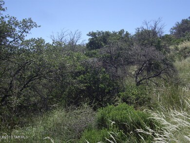 Oak Trees