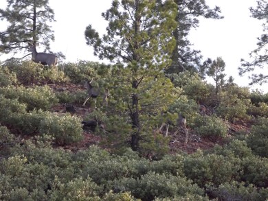 809 Wilderness Trail unit 131, Show Low, AZ 85901 - photo 4