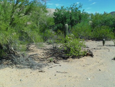 Mature vegetation