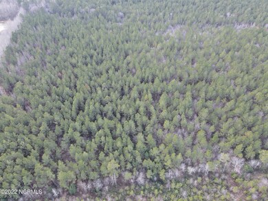 About 14 year old Pines