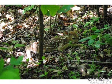 baby fawn