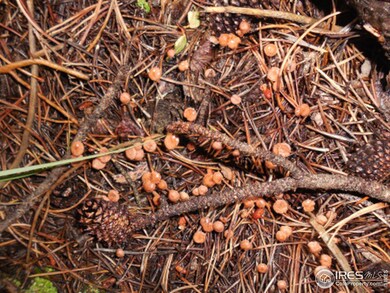 0 Elk Horn Trail unit 770264, Bellvue, CO 80512 - photo 5