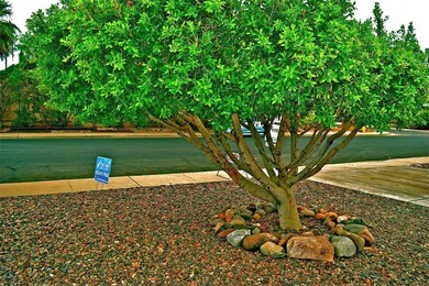 Front Yard Tree