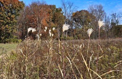 Miscanthus