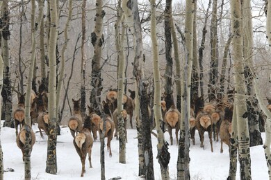 Elk