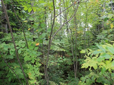 Off Three Ten Rd unit Lot 25, Mercer, WI 54547 - photo 6