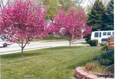 Trees in bloom in front yard
