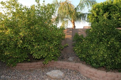 6508 E Odessa Citrus Trees2