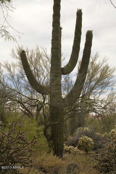 Saguaro in front