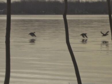 Wood ducks in flight