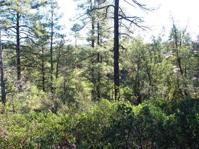 Tall Pines & Golf Course
