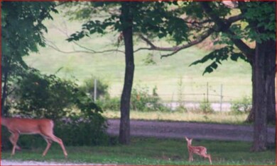 You can sit on your covered porch and watch the deer as they play!