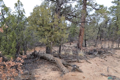 Lot 221 Delph Ct, Candy Kitchen, NM 87321 - photo 6