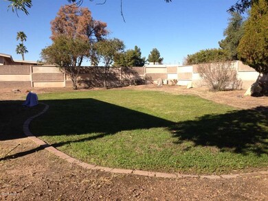 backyard1