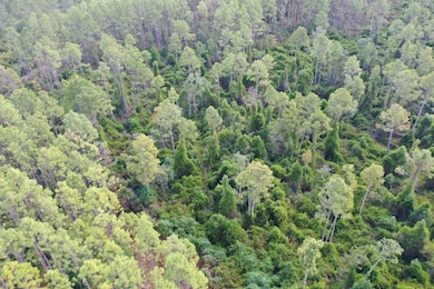 0 Bat Rd unit 16494875, Perry, FL 32347 - photo 7