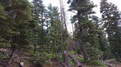Heavily Wooded