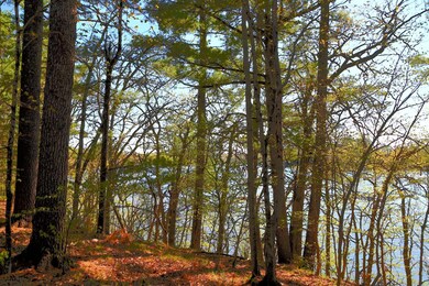 40039 County Road 17, Browerville, MN 56438 - photo 4