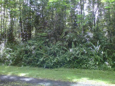 Looking into lot, bordered by young ohia trees and ferns.