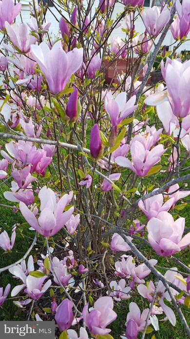 3341 Sudlersville S, Laurel, MD 20724 - photo 4