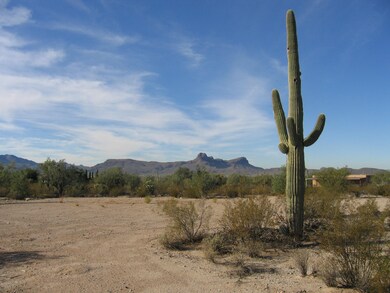 One of many Saguaros