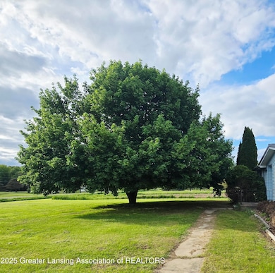 leland tree