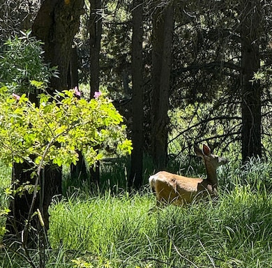 deer