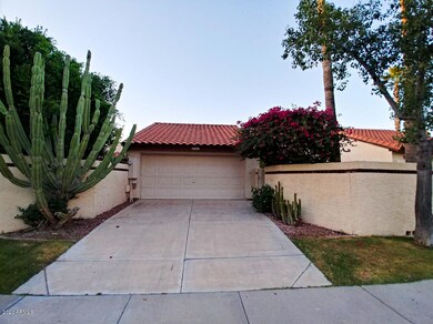 Yucca-26