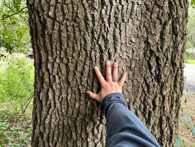 0000 Live Oak Ln, Barnwell, SC 29812 - photo 4