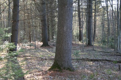 Stand of mature white pines