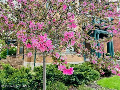 Cherry Blossoms