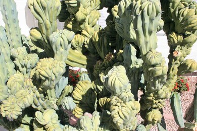 756 E Gary Dr, Chandler, AZ 85225 - photo 4