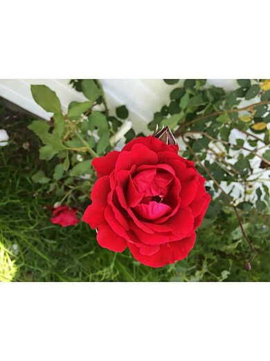 244 Purgatory Rd unit 3, Middletown, RI 02842 - photo 4