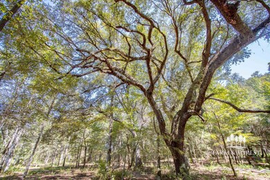 XX1 Highway 2, Campbellton, FL 32426 - photo 4