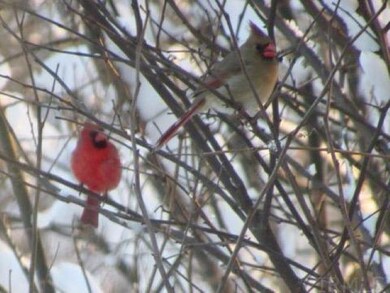 271 N Mcclellan St, Auburn, IN 46706 - photo 3