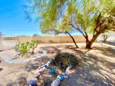 PACIFICBACKYARDTREE