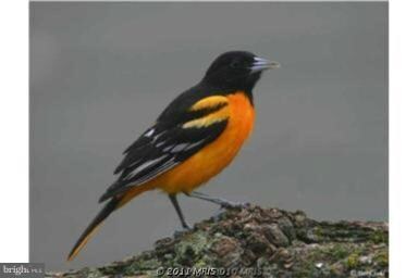 5921 Baltimore St, Gwynn Oak, MD 21207 - photo 2