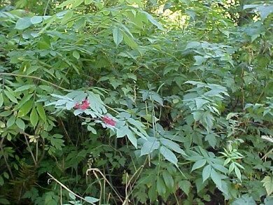 0 214th Rd E unit 667686, Graham, WA 98338 - photo 7