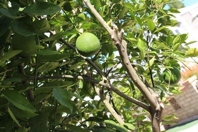 Your own Orange Tree