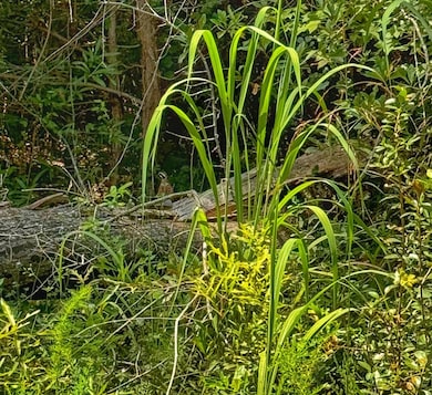 0 Smith Rd, Winfield, AL 35594 - photo 2