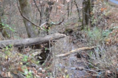 6.70ac Wet Mill Creek Rd, Celina, TN 38551 - photo 2