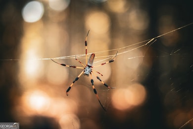 0 Camp Brooklyn Rd unit 10610288, Fitzgerald, GA 31750 - photo 7