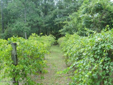 Plenty of grapes to enjoy!