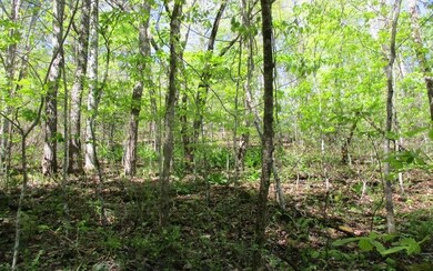 Additional View