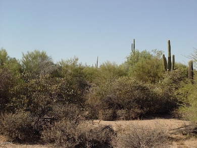 Lots of shade trees.