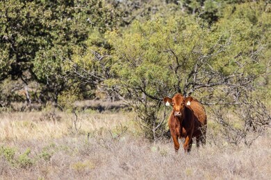 Berry Dairy Rd, Bryson, TX 76427 - photo 6