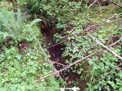 14630 164th Ln SE, Rainier, WA 98576 - photo 3