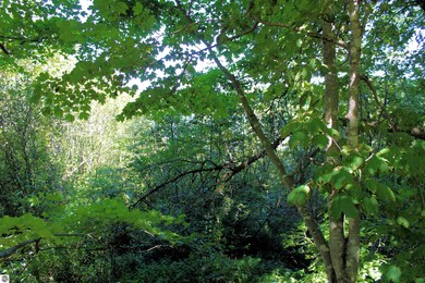 00 Cedar St, Central Lake, MI 49622 - photo 5