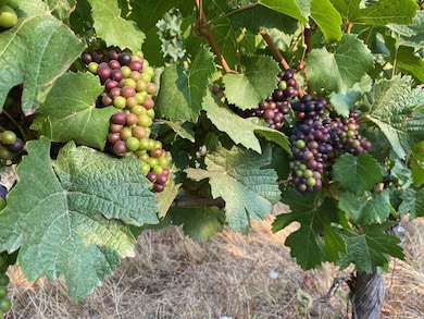 Verasion