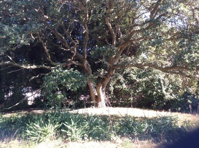 For shade and for climbing.