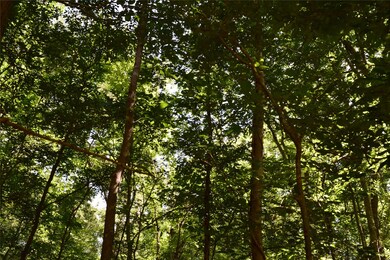 0 Colony unit 35802156, Angleton, TX 77515 - photo 7